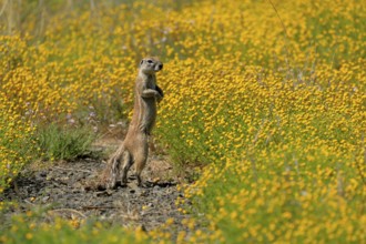 Cape bristle-necked squirrel (Xerus inauris), adult, alert, standing upright, foraging, flower