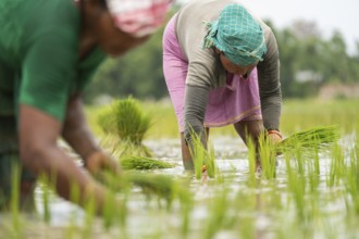 BAKSA, INDIA- JULY 12: Tribal women transplant rice seedlings in a waterlogged paddy field in