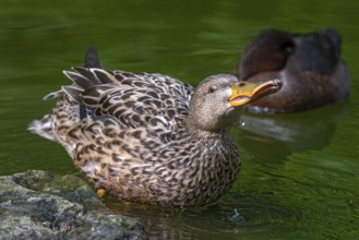 Shoveler (Spatula clypeata), female, captive, Bavaria, Germany