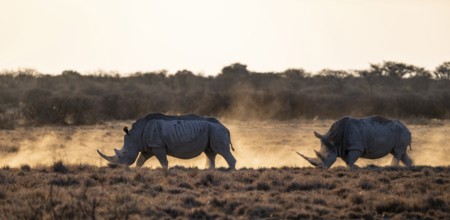 Southern white rhinoceros (Ceratotherium simum simum), Khama Rhino Sanctuary, Serowe, Botswana