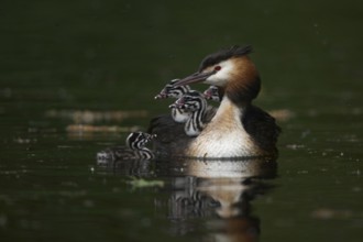 Family life... Great Crested Grebe (Podiceps Scalloped ribbonfish) adult bird together with four