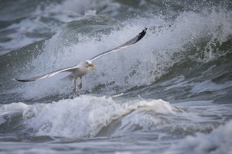 Herring gull (Larus argentatus) in the surf with a captured starfish in its beak, Hvide Sande,