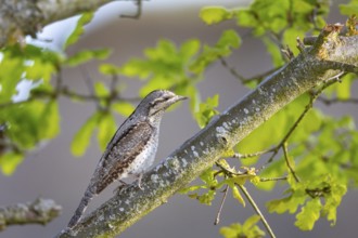 Eurasian wryneck (Jynx torquilla) Germany