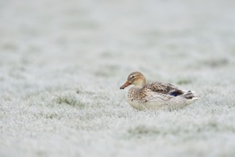 Beautifully marked... Mallard (Anas platyrhynchos), strikingly light-coloured variety, almost white