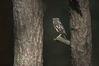 Piercing gaze... Little owl (Athene noctua), small native owl, owl, little owl looks excitedly into