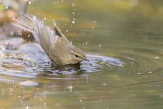 Common Chiffchaff (Phylloscopus collybita) bathing at a waterhole, Lower Saxony, Germany