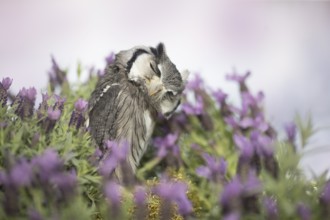 Southern White-faced Owl (Ptilopsis granti) captive, Germany