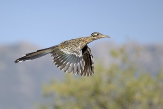 Greater Roadrunner (Geococcyx californianus) flying, Arizona, USA