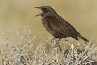 Ant-eating Chat (Myrmecocichla formicivora), Oshikoto, Etosha National Park, Namibia