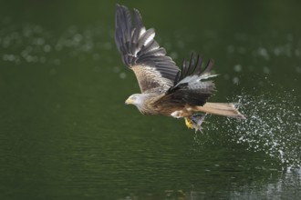 Red Kite (Milvus milvus) flying, Lower Saxony, Germany