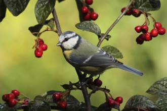 Eurasian Blue Tit (Cyanistes caeruleus), Lower Saxony, Germany