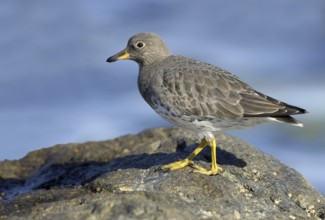 Surfbird (Calidris virgata), British Columbia, Canada
