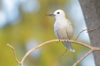 White Tern (Gygis alba), Bird Island, Seychellen