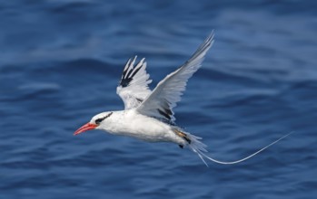 Red-billed Tropicbird Phaethon aethereus San Diego, California, United States 14 September Adult