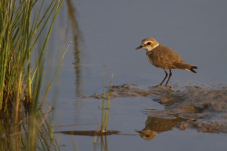 Kentish Plover (Charadrius alexandrinus) female, Mallorca, Spain