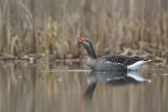 Greylag Goose (Anser anser), Saxony, Germany