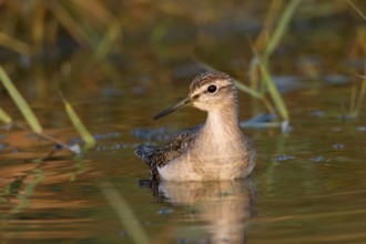 Wood Sandpiper (Tringa glareola), Phetchaburi, Thailand