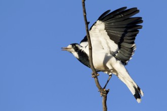 Magpie-Lark (Grallina cyanoleuca) female, New South Wales, Australia