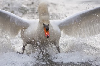 Mute Swan (Cygnus olor) taking flight, Lower Saxony, Germany