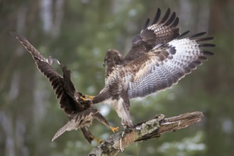 Common Buzzard (Buteo buteo) wrangling, Saxony-Anhalt, Germany