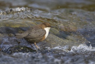 White-throated Dipper (Cinclus cinclus), Carinthia, Austria