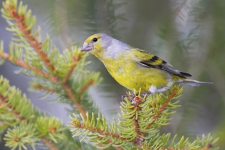 Citril Finch (Carduelis citrinella), Vorarlberg, Austria