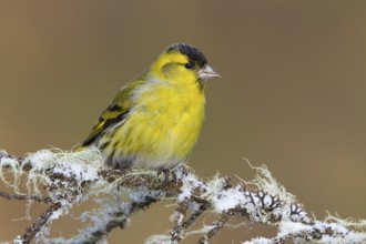 Eurasian Siskin (Spinus spinus) male, St. Gallen, Switzerland