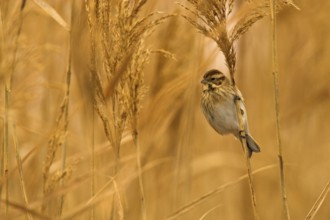 Common Reed Bunting (Emberiza schoeniclus) female, Castile-La Mancha, Spain