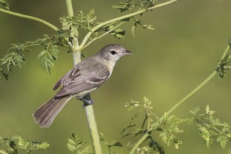 Bell's Vireo (Vireo bellii), Ohio, USA