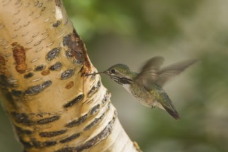 Calliope Hummingbird (Selasphorus calliope) male, California, USA