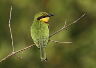 Little Bee-eater (Merops pusillus), Gambia