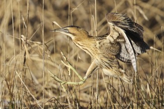 Eurasian Bittern (Botaurus stellaris), Zurich, Switzerland