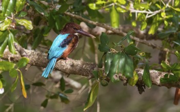 Braunliest (Halcyon smyrnensis) im Yala Nationalpark Sri Lanka