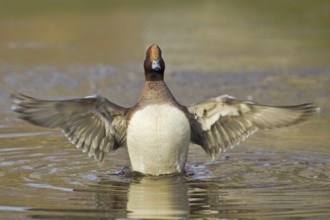 Eurasian Wigeon (Mareca penelope) male, Utrecht, Netherlands