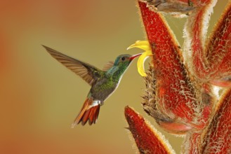 Two birds with red flower. Rufous-tailed Hummingbird, Amazilia tzacatl, bird flying next to