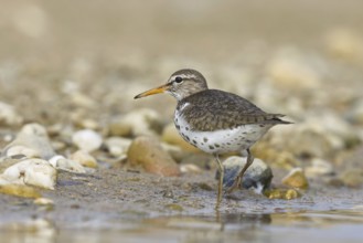 Spotted Sandpiper (Actitis macularius) foraging, North Rhine-Westphalia, Germany