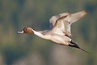 Northern Pintail (Anas acuta) male flying, British Columbia, Canada