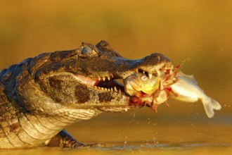 Yacare Caiman, crocodile with fish in with open muzzle with big teeth, Pantanal, Brazil. Detail