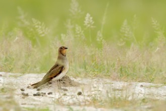 Collared red-winged pratincole, Glareola pratincola, bird sitting in the sand grass, Moremi,