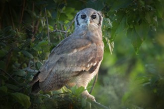Verreaux's Eagle Owl. Rare African owl in the nature habitat in Okawango delta, Moremi Botswana.