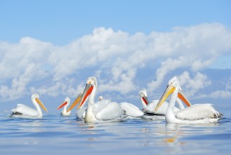 Dalmatian pelican, Pelecanus crispus, in Lake Kerkini, Greece. Palican with open wing, hunting