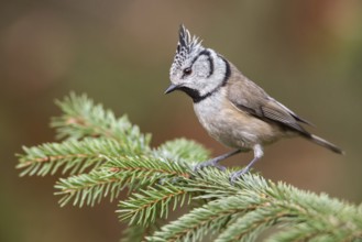 European Crested Tit (Lophophanes cristatus) perched on a spruce branch, Poland