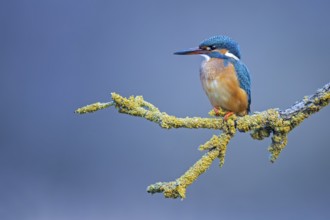 Common Kingfisher (Alcedo atthis) female perched on a branch, Saxony-Anhalt, Germany