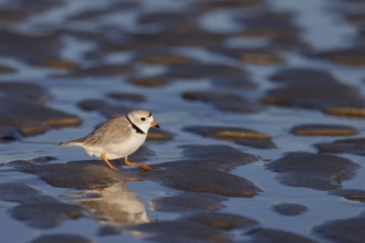 Piping Plover (Charadrius melodus), Massachusetts, USA