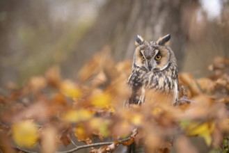 Long-eared Owl (Asio otus) captive, Baden-Wuerttemberg, Germany