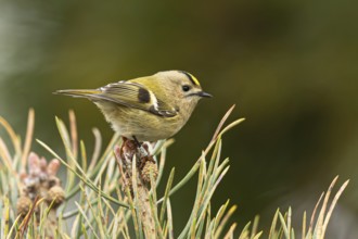 Goldcrest (Regulus regulus), Oeland, Sweden