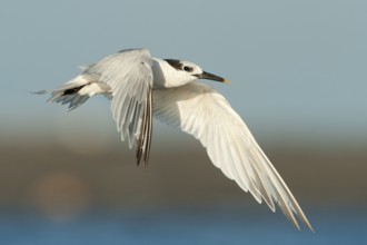 Sandwich Tern (Thalasseus sandvicensis) flying, Texas, USA