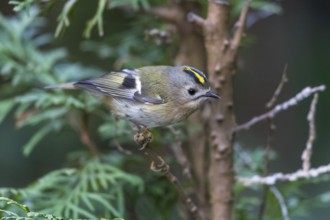 Goldcrest (Regulus regulus), Mecklenburg-Western Pomerania, Germany