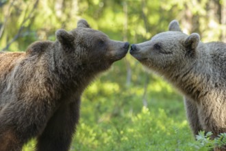 Eurasian Brown Bear (Ursus arctos) two cubs sniffing and kissing each other in forest, Finland