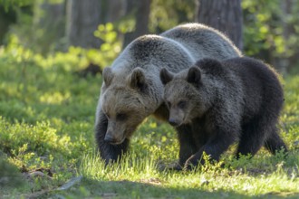 Eurasian Brown Bear (Ursus arctos) mother with cub in forest, Finland
